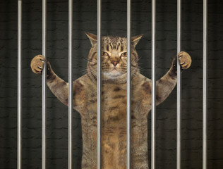 The bad cat is behind bars in the prison.