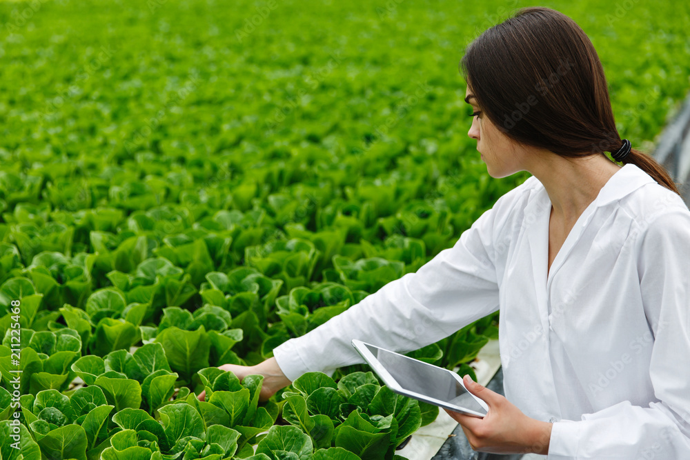 Wall mural Woman in white laboratory robe examines salad and cabbage in a greenhouse using a tablet