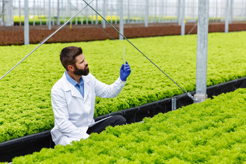 Male researcher in white robe looks at a glass tube with sample sitting before the plants in a greenhouse