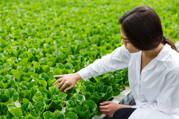 Woman in white laboratory robe examines salad and cabbage in a greenhouse using a tablet