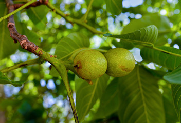 fresh walnuts on tree