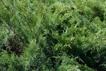Fototapeta premium Juniper in spring day. Green branches close up.