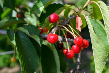 tree branch with small red berries
