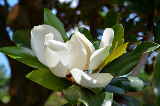 Fototapeta magnolia flower