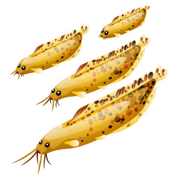 Set of cartoon fish isolated on white background. Vector cartoon close-up illustration.