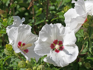 Weißer Hibiskus, Garteneibisch