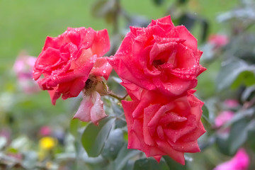 Three red rose flowers with drops of rain.
