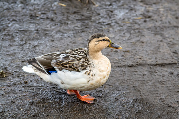 Female mallard crossing road in spring park. Selective focus