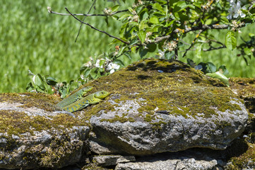 Pareja de lagartos.