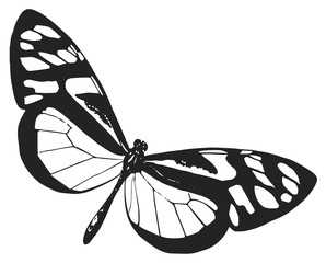 butterfly - Lepidoptera #vector #isolated - Schmetterling
