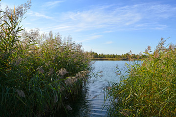 Beautiful summer scene with lake. View from coast with thickets of bulrush.