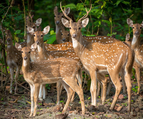 Sika or spotted deers herd in the jungle