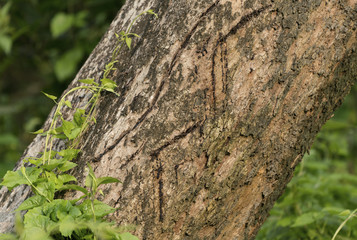 Tiger claws scratches on the tree as territory border marks