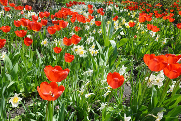 Beautiful flower bed with tulips and narcissus flowers.