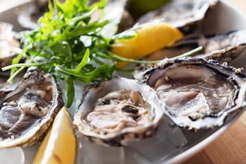 oyster on the ice