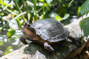 turtle on a log