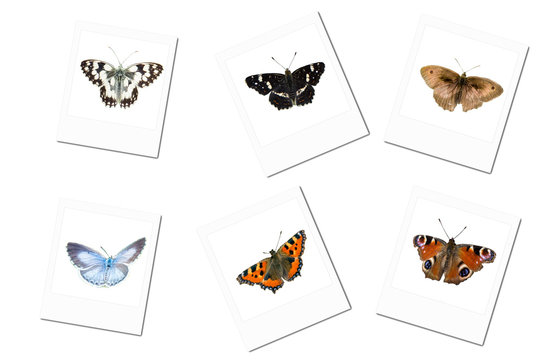 Polaroidfotos von Schmetterlingen