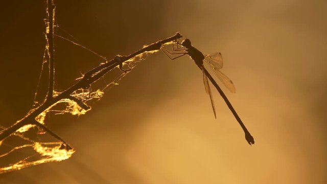 Willow emerald damselfly (Chalcolestes viridis) at sunset