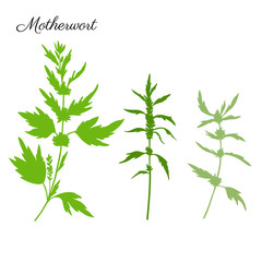Motherwort hand drawn vector silhouette isolated on white background, green herbal medical sedative plant, Organic food ingredient illustration, design for healthy market, harmacology, cosmetic