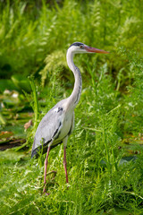 Graureiher (Ardea cinerea) an einem kleinen Teich auf Praslin, Seychellen.