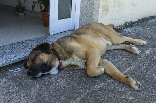 Perro mastin.