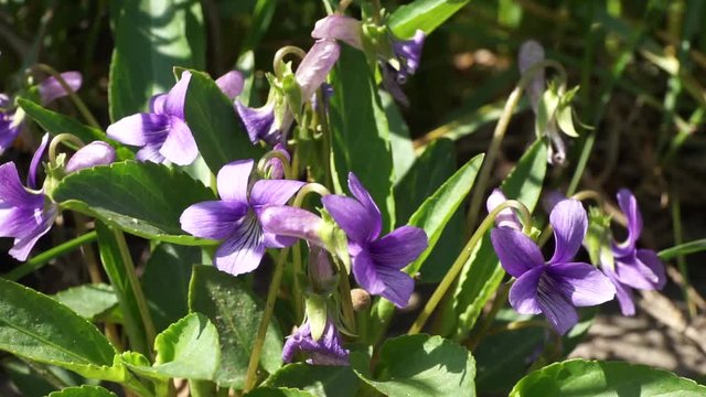 Close-up of a bush of Caucasian spring forest violet Viola canina with light purple flowers growing in the spring in the foothills of the Caucasus