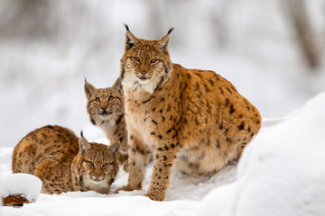 Fototapeta premium Ryś (Lynx lynx), matka z dwoma młodymi zwierzętami, zimą na wolnym powietrzu w Bawarskim Parku Narodowym w Niemczech.