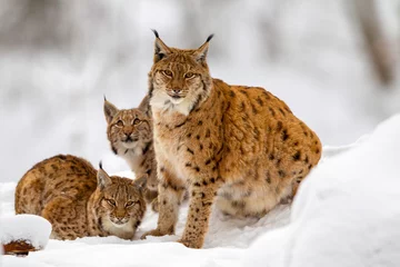Gordijnen Lynx (Lynx lynx), moeder met twee jonge dieren, in de winter in de buitenruimte voor dieren in het Beierse Woud, Duitsland. © DirkR