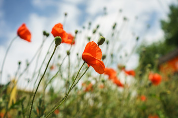 close up of red poppy flowers on blue sky