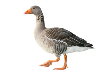 Greylag goose (Anser anser). Wild goose, isolated on white background - obrazy, fototapety, plakaty
