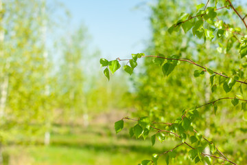 New green leaves on a trees in spring background