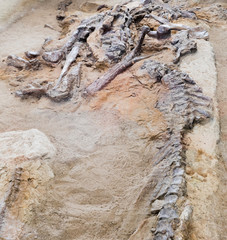 Fossil bones of Hadrosaur Alberta Canada