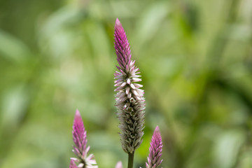 Pink Celosia argentea  grass flower in the garden