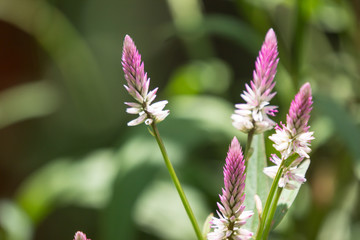 Pink Celosia argentea  grass flower in the garden