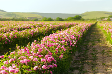 Obraz premium Field of roses