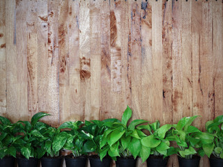Green leaf background, wallpaper with nature, floral texture and wooden background