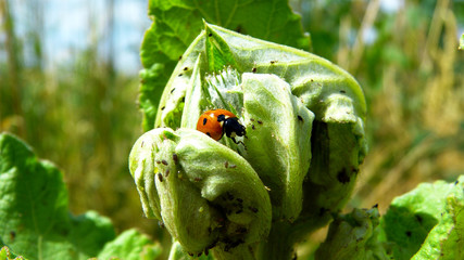 Marienkäfer bei der Blattläuse-Mahlzeit