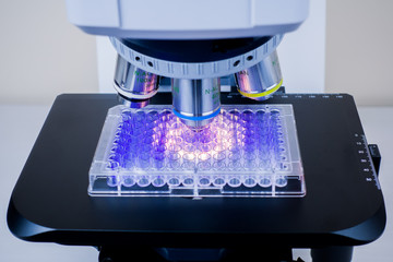 Analysis using a microscope. Bacteria in a medical plate under a microscope. Good magnification...