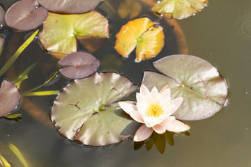 beautiful lily lotus flower in a pond