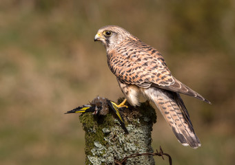 Kestrel with prey