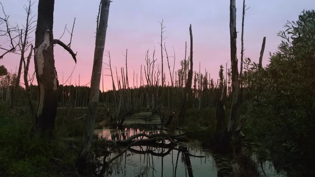 Bruchwald kurz vor Sonnenaufgang