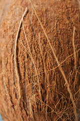 Coconut shell texture natural background. Close up.