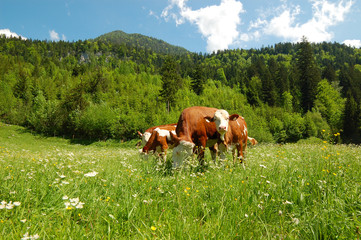 cows in green meadow