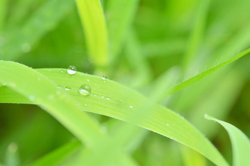 Water drops on a green leaf


