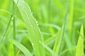 Fototapeta na wymiar Water drops on a green leaf