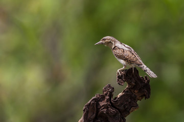 Picchio torcicollo (Jynx torquilla)