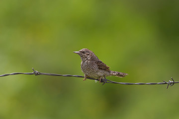 Picchio torcicollo (Jynx torquilla)