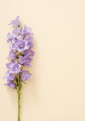 Flowers violet bells on paper, postcard