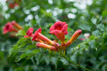 Flower Campsis radicans blooming in the garden