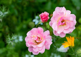 Naklejka na ściany i meble Flower of a rose blooms in the garden